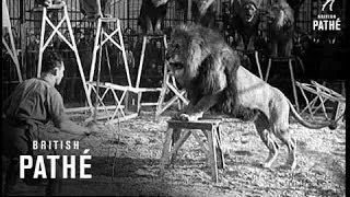 Taming Jungle Kings Aka Clyde Beatty Tames Jungle Kings Lner (1938)