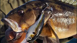 Freshwater Crankbaits for Saltwater Bass