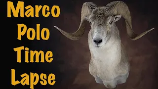 Marco polo Sheep Shoulder mount. Art of Taxidermy.
