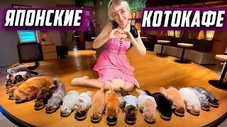 Кошачье кафе в Токио: Cat Cafe MOCHA Lounge | Цены на японскую технику | Что популярно в Японии