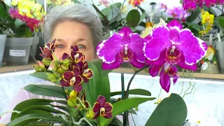Секреты орхидеи Эсми, Ванда и Мальвина...  По следам наших видео.  Ответы на вопросы.