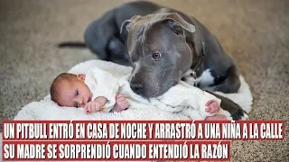 Un Pitbull Salvó a Una Niña, Pero la Manera Cómo Lo Hizo Sorprendió a Su Madre