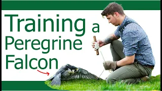 How I Trained a Peregrine Falcon