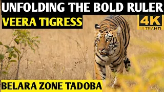 Wildlife Photography in Tadoba National Park | Majestic Tigress Veera from BELARA ZONE TADOBA