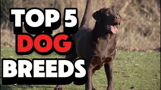 MOST POPULAR DOG BREEDS BY THE NUMBERS & MY PERSONAL RANKING! TOP SPOT IS SHOCKING!