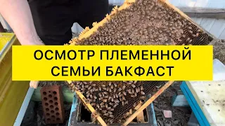 Осмотр племенной семьи Бакфаст