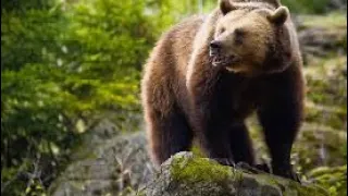 Which cartridges are best for hunting grizzly and brown bears?