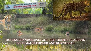 Tadoba Jungle Safari | Navegaon buffer Ramdegi | Nimdela Gate #junglesafari