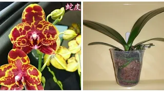 Посадка Орхидеи 2,5" из Мха в Кору | Phal. Green World 'Snakeskin'