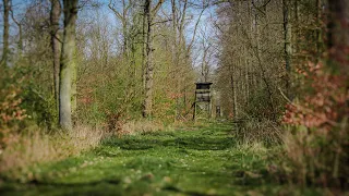 2 minutes of tranquility: On a Old Forest Road🌲 - Nature Relaxation - Nature Sounds - Forest Sounds