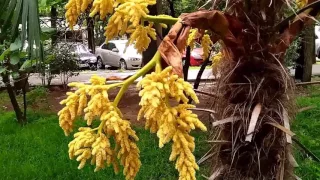 Прогулка в центре Сочи по улице Роз