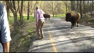 Man vs buffalo must watch