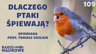 Komunikacja ptaków – groźby, kłamstwa i zaloty w ptasim świecie | prof. Tomasz Osiejuk