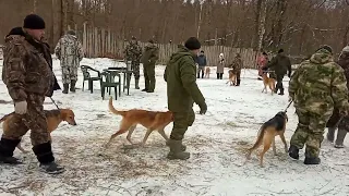 Зимняя Орловская выставка в Выжловке средняя группа 24.02.23. Тайга прошла второй с оценкой отлично.