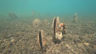 Fan mussel  (Pinna nobilis)