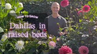 Growing Dahlias in Raised Beds + Dahlia Tour | Perennial Garden