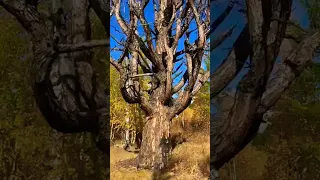 Самое старинное шаманское дерево арык мас в окрестностях Намцыря в Якутии. #якутия #шаман #дерево