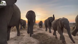 Wake Up with Elephants 🐘 & Head Into the Wild on World Elephant Day