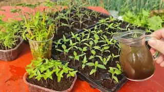 Make these natural nutrients for better initial development and growth of seedlings
