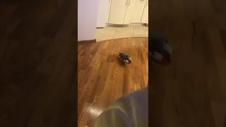 Говорящий попугай жако Моняшка ходит по полу