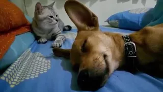 Cat attacks sleeping dog