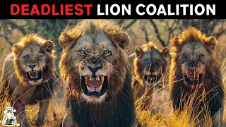 Mapogo Lions - The Deadliest Lion Coalition