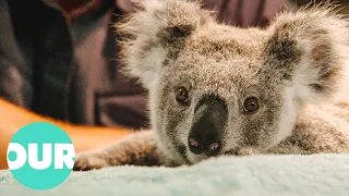 Heartbreaking Story On Endangered Koala's Of Queensland | Extraordinary Animals | Our World