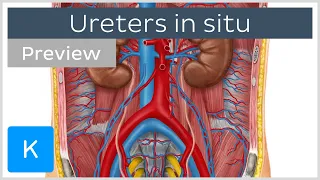 Overview of the ureters in situ (preview) - Human Anatomy | Kenhub