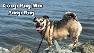 Corgi Pug Mix All You Need to Know about the Porgi Dog / Pug Corgi Mix