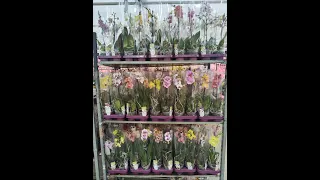 Розпаковка орхідей в квітковому гаражі!