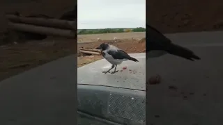 Grateful bird with Ukrainian soldiers