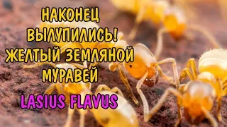 НАКОНЕЦ-ТО!! ЖЕЛТЫЙ ЗЕМЛЯНОЙ МУРАВЕЙ. ЛАЗИУС ФЛАВУС! lasius flavus