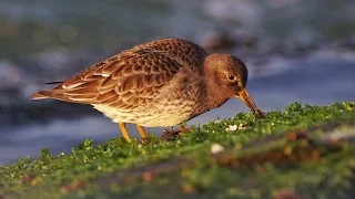 Purple Sandpiper digiscoped