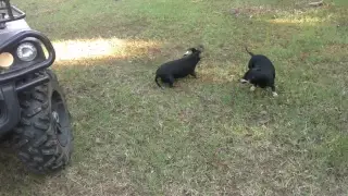 Dachshunds verses Snake