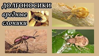 ДОЛГОНОСИКИ - Вредные слоники