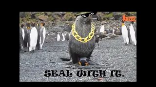 Seal has sex with a penguin.  THUG LIFE