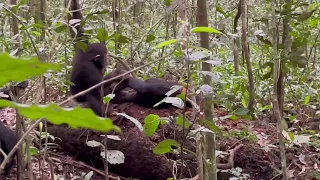 Baby chimps playing