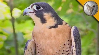 Peregrine Falcon is the Fastest Animal in the World!