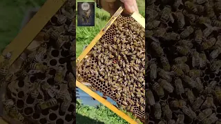 βίντεο για νέους μελισσοκόμους: έλεγχος γέννας νέας βασίλισσας μετα από τροφοδοσία χτίσιμο  κεριών..