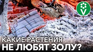 НИКОГДА НЕ КОРМИТЕ ЗОЛОЙ ЭТИ РАСТЕНИЯ! Как не лишиться урожая при подкормке золой?