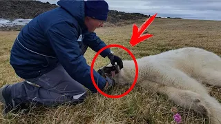 The polar bear came to people for help. Looking closely, people discovered something terrible!