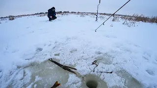 В ТРОСТНИКЕ ГОРБАЧИ НЕ ПРОЛАЗЯТ В ЛУНКУ. Рыбалка на балансир, окунь зимой