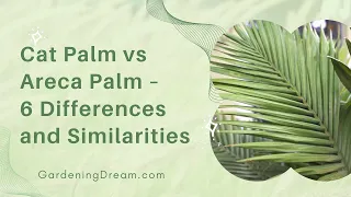 Cat Palm vs Areca Palm – 6 Differences and Similarities