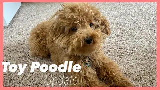 Toy Poodle Full Grown - 1 year update