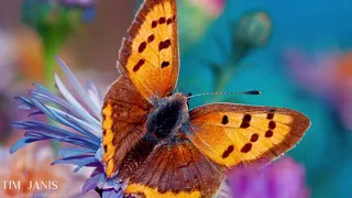 12 Hours  of Beautiful Relaxing Music, Peaceful  Instrumental Music "Butterfly Garden"" by Tim Janis