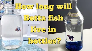 How Long can betta fish live in a bowl?