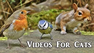 Videos for Cats to Watch : Forest Birds Extravaganza