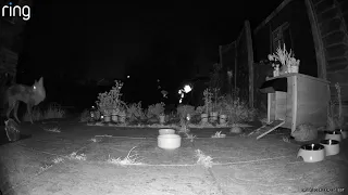 Hedgehog Cam 20240414 23:42