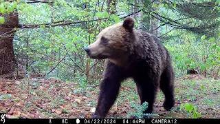 Eurasian brown bear (Ursus arctos arctos)