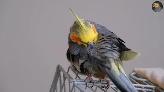 Sultan Papağanı Çağırma Sesi